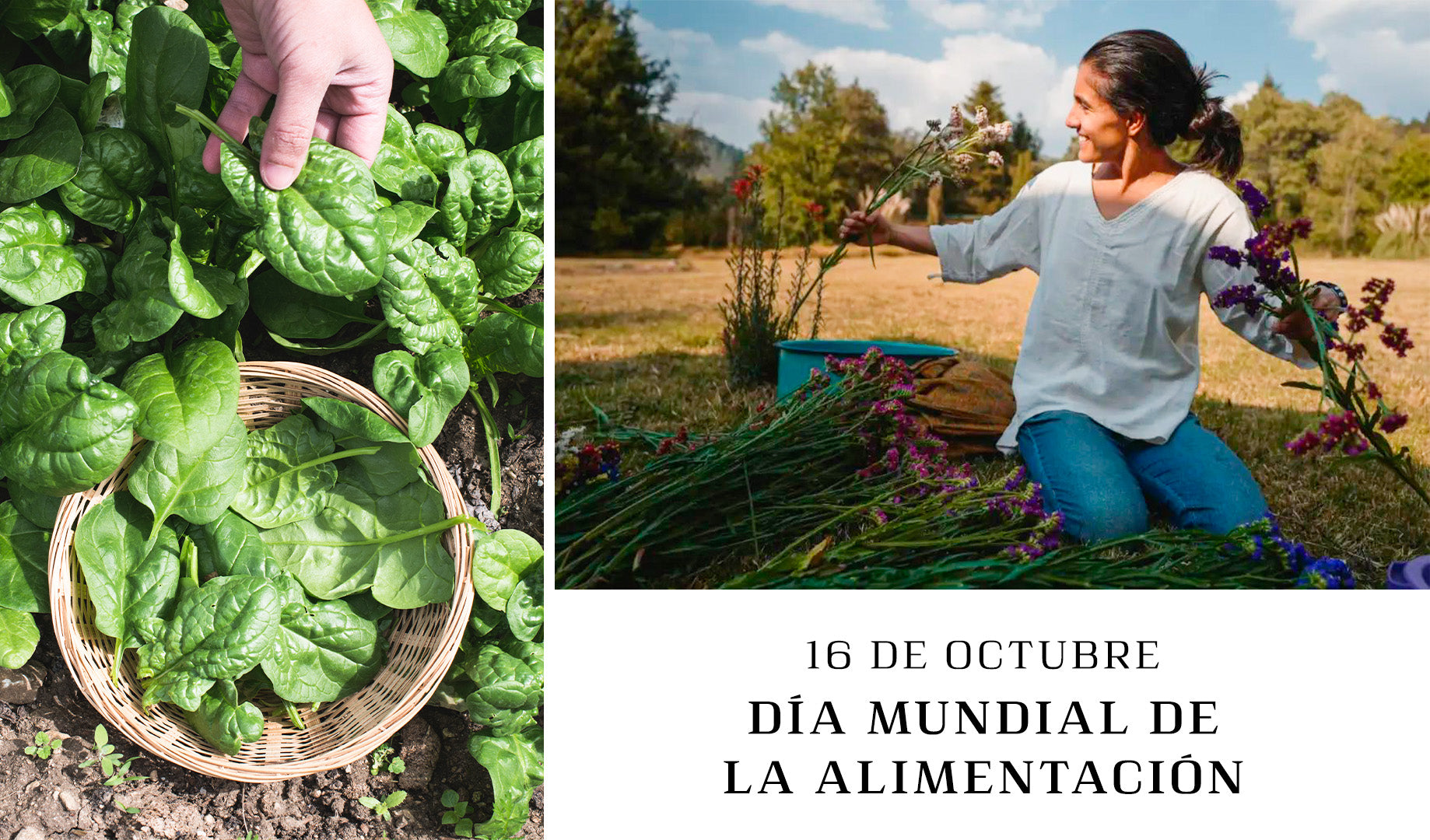 Día Mundial de la Alimentación (Hábitos sustentables)